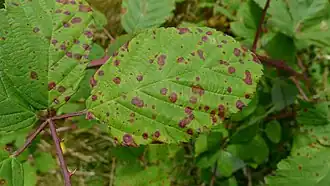 Face supérieure de la feuille de ronce en fin d'été. La rouille de ronce Phragmidium violaceum&nbsp;(en) induit une réaction de défense contre le parasite.