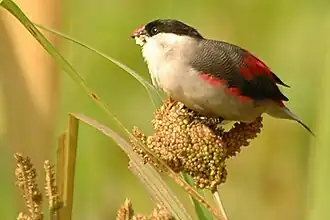 Description de l'image Blackcrownwaxbill.jpg.