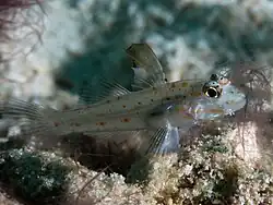 Fusigobius melacron