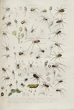 planche d'illustration couleur avec de nombreuses araignées, chacune étant numéroté