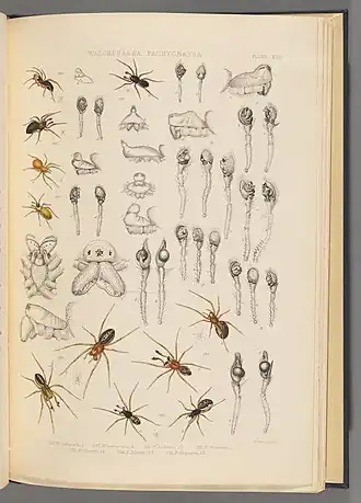 Description de l'image BlackwallSpidersPlateXXII.jpg.