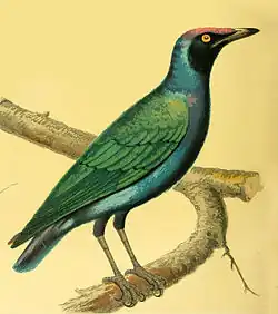 Hylopsar purpureiceps