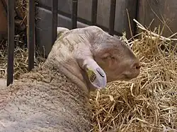 Tête de brebis blanche du Massif central