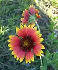 Gaillardia pulchella