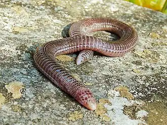 Description de l'image Blanus aporus 180799726.jpg.