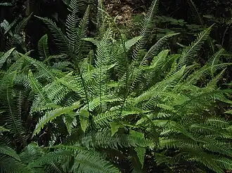 Photographie d'un blechnum en épi.