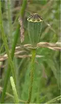 Capsule de Papaver dubium.