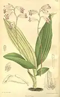 Bletilla foliosa (illustration botanique).