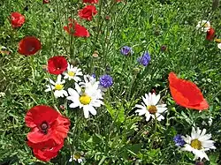 Bleuets, coquelicots et marguerites des champs
