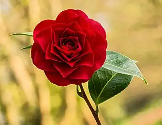 Fleur de Camellia × williamsii  'Roger Hall'. Avril 2021.