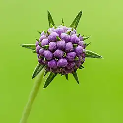 Bouton floral d'une Succisa pratensis. Août 2023.