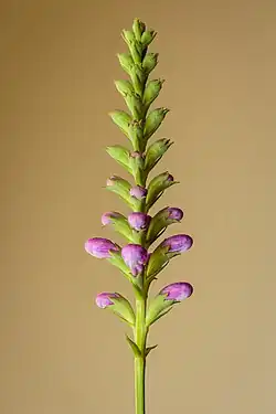 Inflorescence de la physostégie de Virginie.