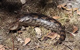 Description de l'image Blotched Blue Tongue (Tiliqua nigrolutea) (8485228336).jpg.