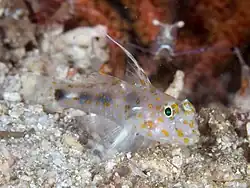 Fusigobius inframaculatus