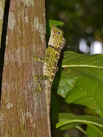 Description de l'image Blue-eyed Angle-headed Lizard (Gonocephalus liogaster) (15498868060).jpg.