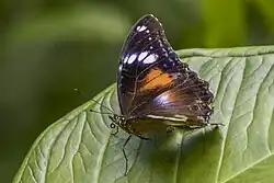 Photo d'une femelle posée sur une feuille. On distingue le dessus d'une aile : sombre avec une large tâche orange au centre, et plusieurs petites tâches blanches près du bord.