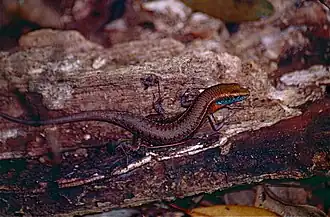 Description de cette image, également commentée ci-après