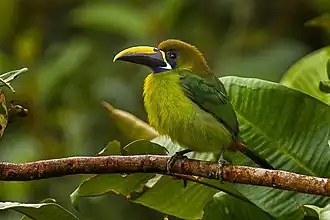 Description de l'image Blue-throated Toucanet - Panama H8O8999.jpg.
