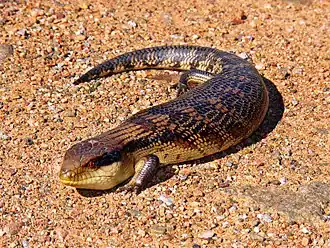 Description de l'image Blue-toungued skink444.jpg.