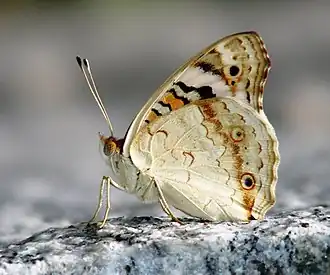 Description de l'image Blue Pansy Junonia Orithya (5675198924).jpg.