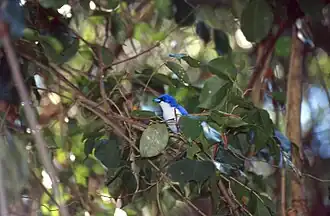Description de cette image, également commentée ci-après