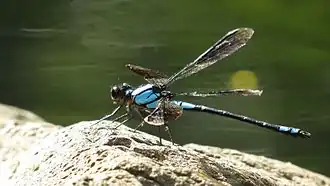 Description de cette image, également commentée ci-après