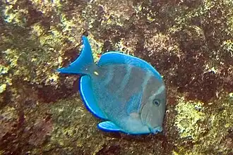 Acanthurus coeruleus
