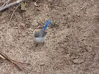 Description de l'image Blue wren gnangarra.jpg.