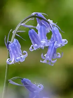 Photographie d'une jacinthe des bois.
