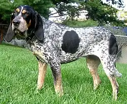 Bluetick coonhound femelle.