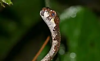 Description de l'image Blunthead Slug Snake (Aplopeltura boa) (23370312836).jpg.