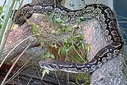 Boa constrictor occidentalis