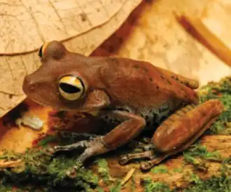 Description de l'image Boana dentei (10.3897-zookeys.762.22634) Figure 3 (cropped).jpg.