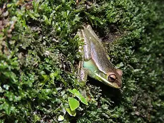 Description de l'image Boana poaju, Santo Amaro da Imperatriz - SC, Brasil imported from iNaturalist photo 265217649.jpg.