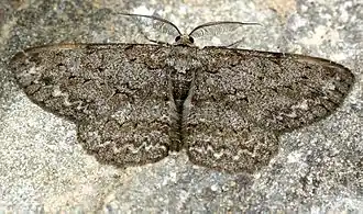 Hypomecis roboraria  (Denis & Schiffermüller, 1775)