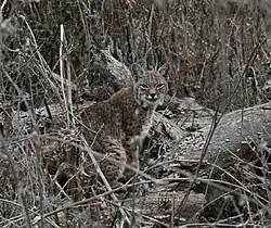Un lynx roux dans l'environnement hivernal, à Almaden Quicksilver County Park (en), en Californie.