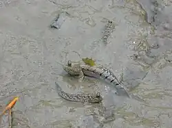 Boleophthalmus boddati et Periophthalmus argentilineatus