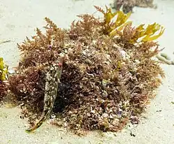 Crénilabre à cinq taches, de la famille des symphodus, mâle, en train de faire un nid dans le parc naturel de l'Arrábida, Portugal. Juillet 2020.