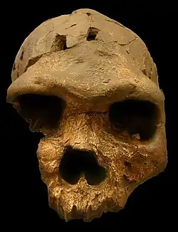 Homme de Bodo(Homo rhodesiensis)