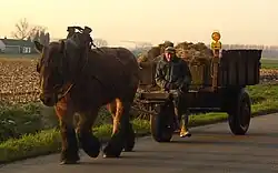 Un gros cheval tracte un véhicule hippomobile chargé de paille et mené par un vieil homme.