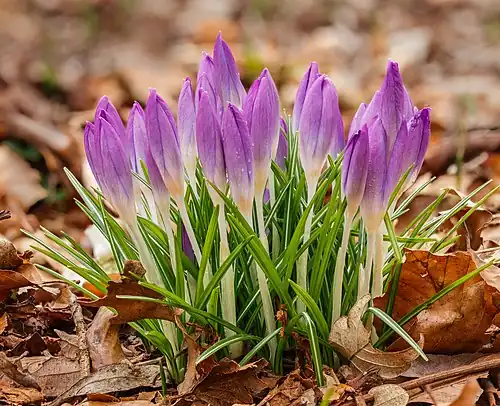 Crocus tommasinianus.