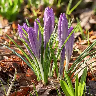 Crocus tommasinianus recouvert de quelques gouttes de pluie dans le De Famberhorst&nbsp;(nl) (Pays-Bas).