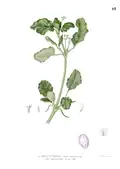illustration de Boerhavia diffusa par Francisco Manuel Blanco