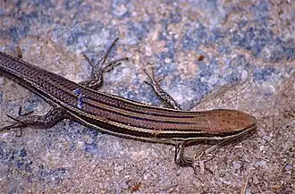 Description de l'image Boettger's Mabuya (Trachylepis boettgeri) (9657276138).jpg.