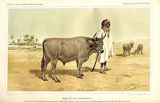 vache tunisienne