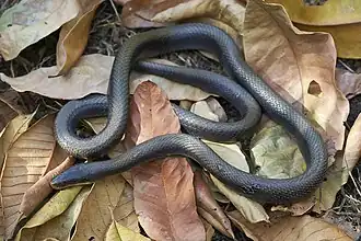 Description de l'image Bofa erlangeri.jpg.