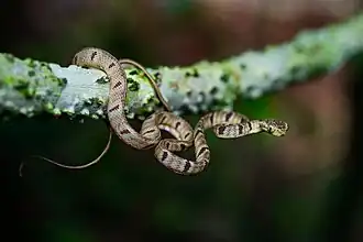 Boiga bengkuluensis.