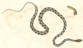 Description de l'image Boiga gokool Hardwicke.jpg.