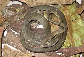 Description de l'image Boiga guangxiensis (10.3897-BDJ.8.e52779) Figure 3.jpg.