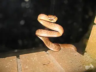 Description de l'image Boiga irregularis coiled.jpg.